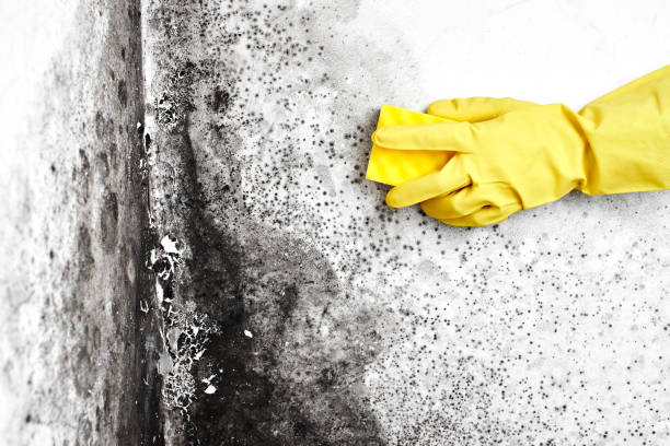 Best Attic Mold Removal  in Westmont, IL