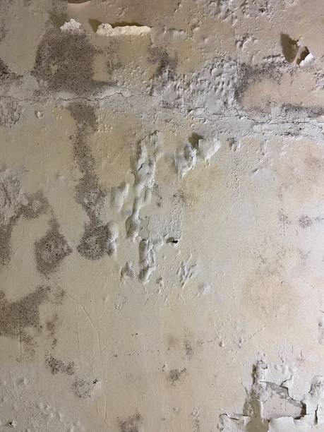 Best Emergency Mold Removal  in Westmont, IL