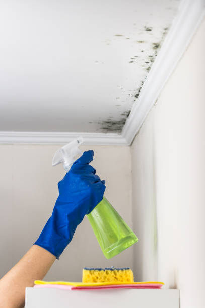 Best Affordable Mold Removal  in Westmont, IL